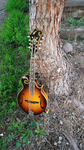 Aria Mandolin M800