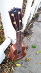 Black Bear Mahogany