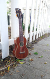 Black Bear Mahogany